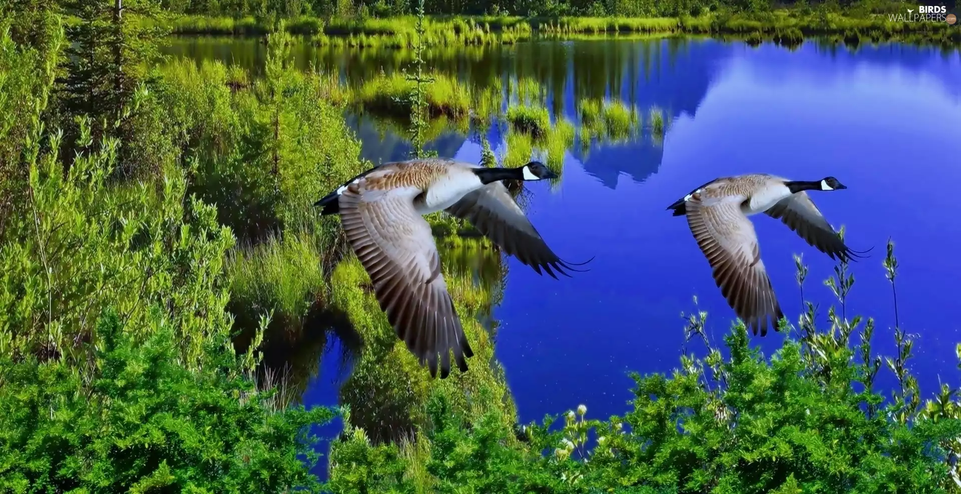 trees, viewes, geese, lake, wild