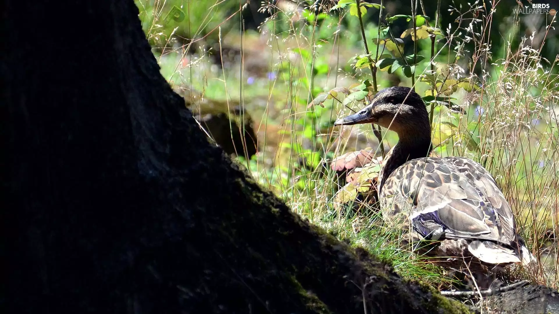 trees, viewes, grass, trunk, duck