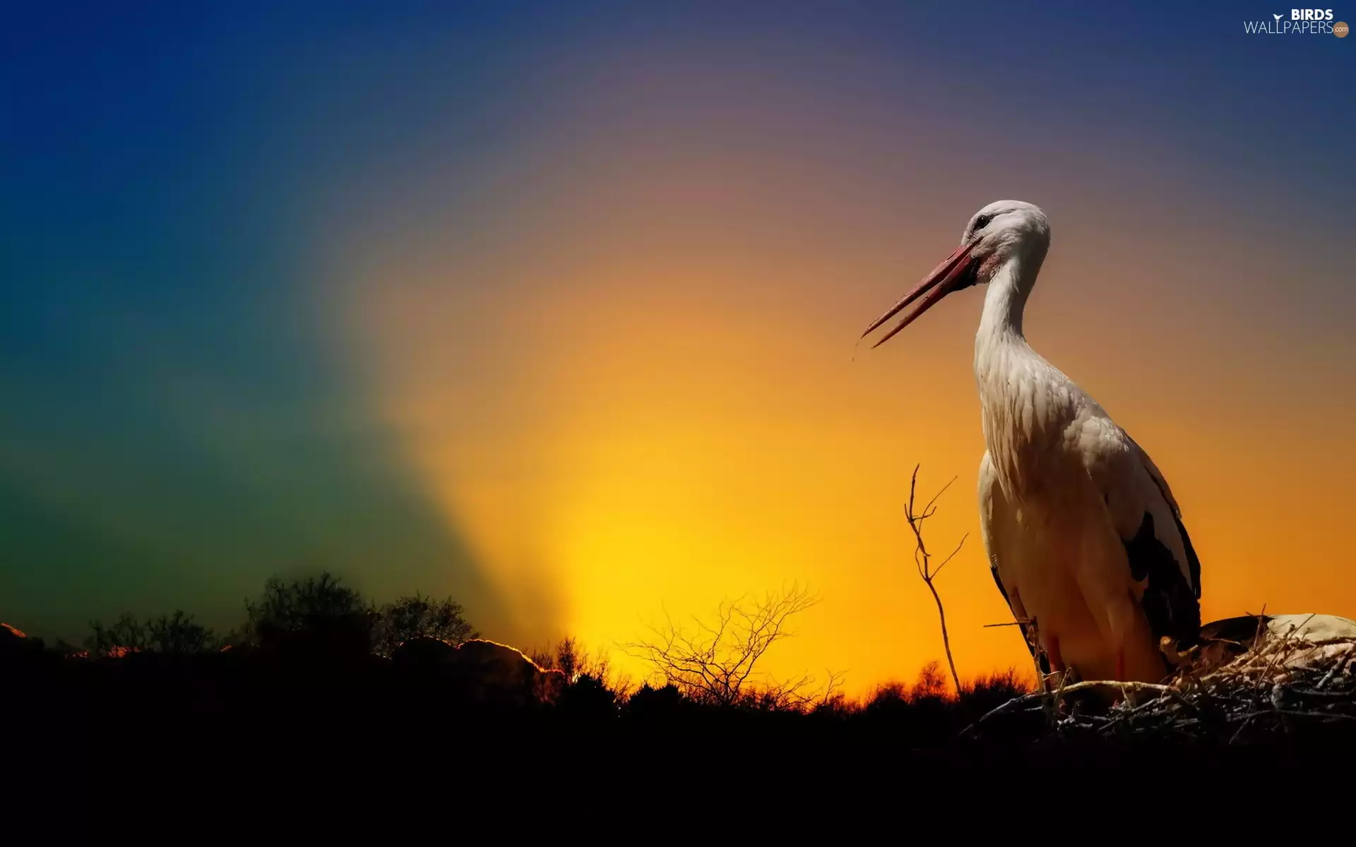 trees, viewes, nest, glow, stork