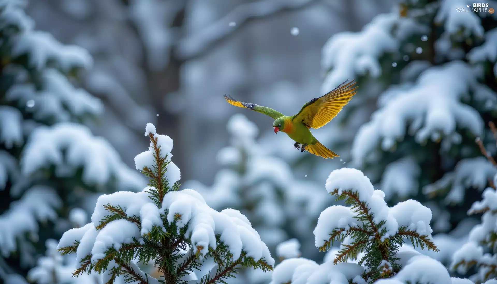 trees, viewes, parrot, flight, winter