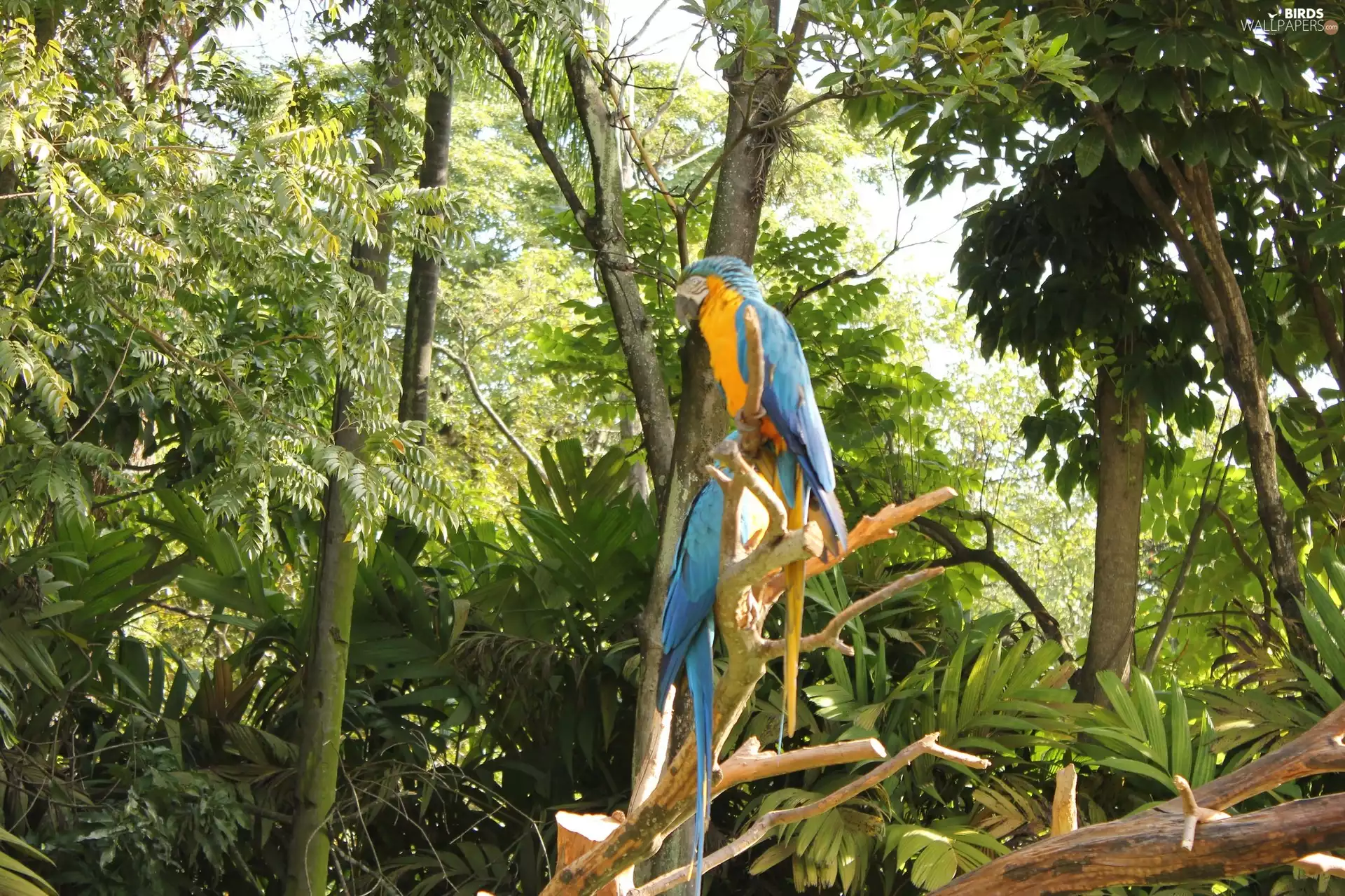 trees, viewes, Parrots, Ary, Two