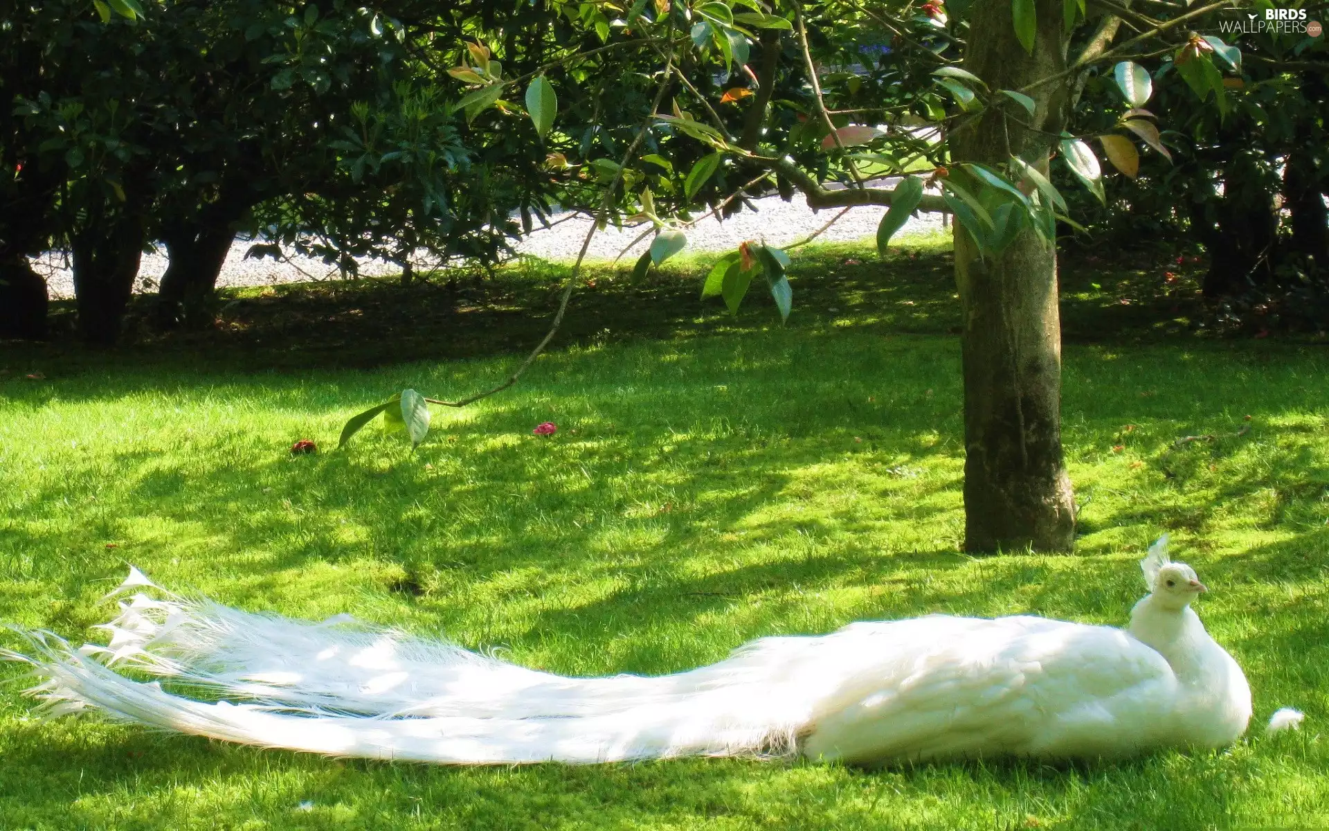 trees, viewes, peacock, Park, White