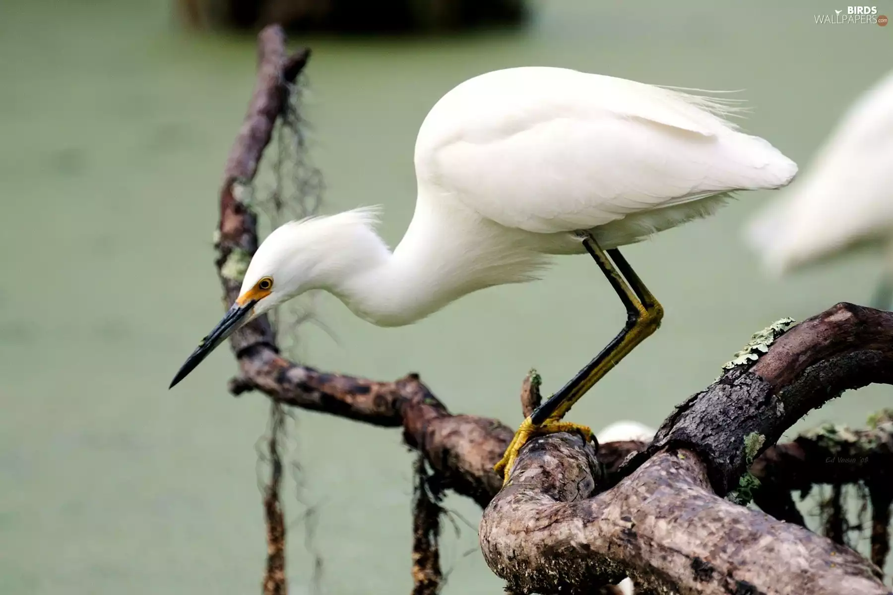 White, heron, trees, viewes, branch pics