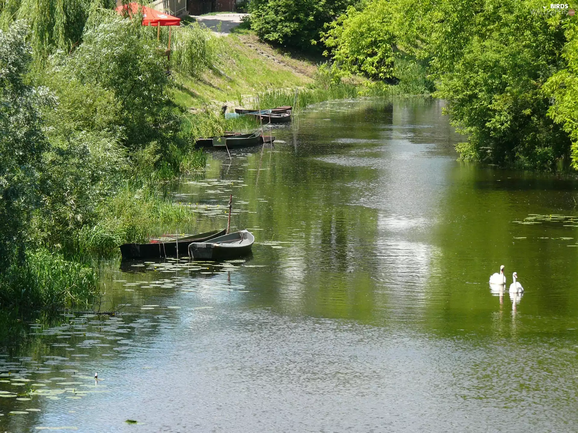 Swan, summer, trees, viewes, Boats, River