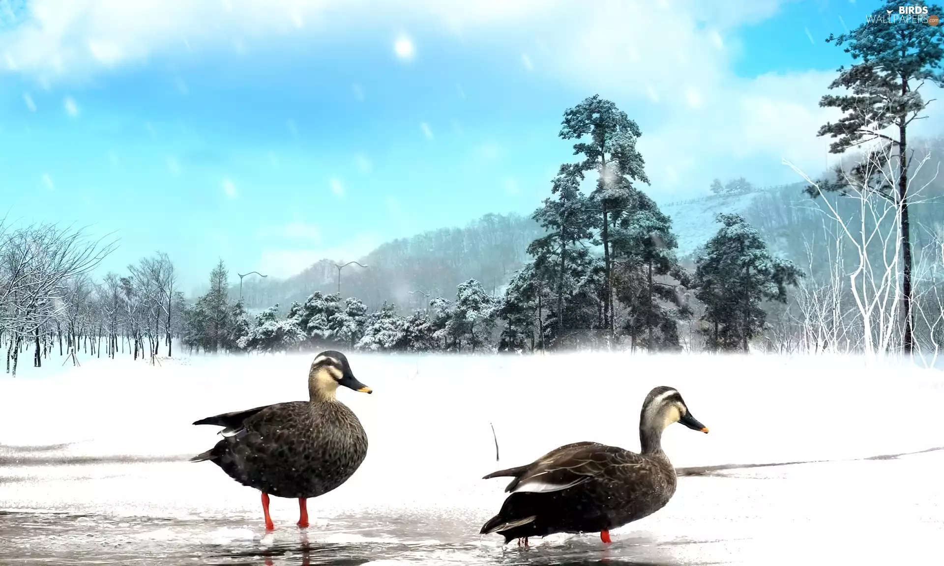 trees, viewes, snow, Icecream, ducks