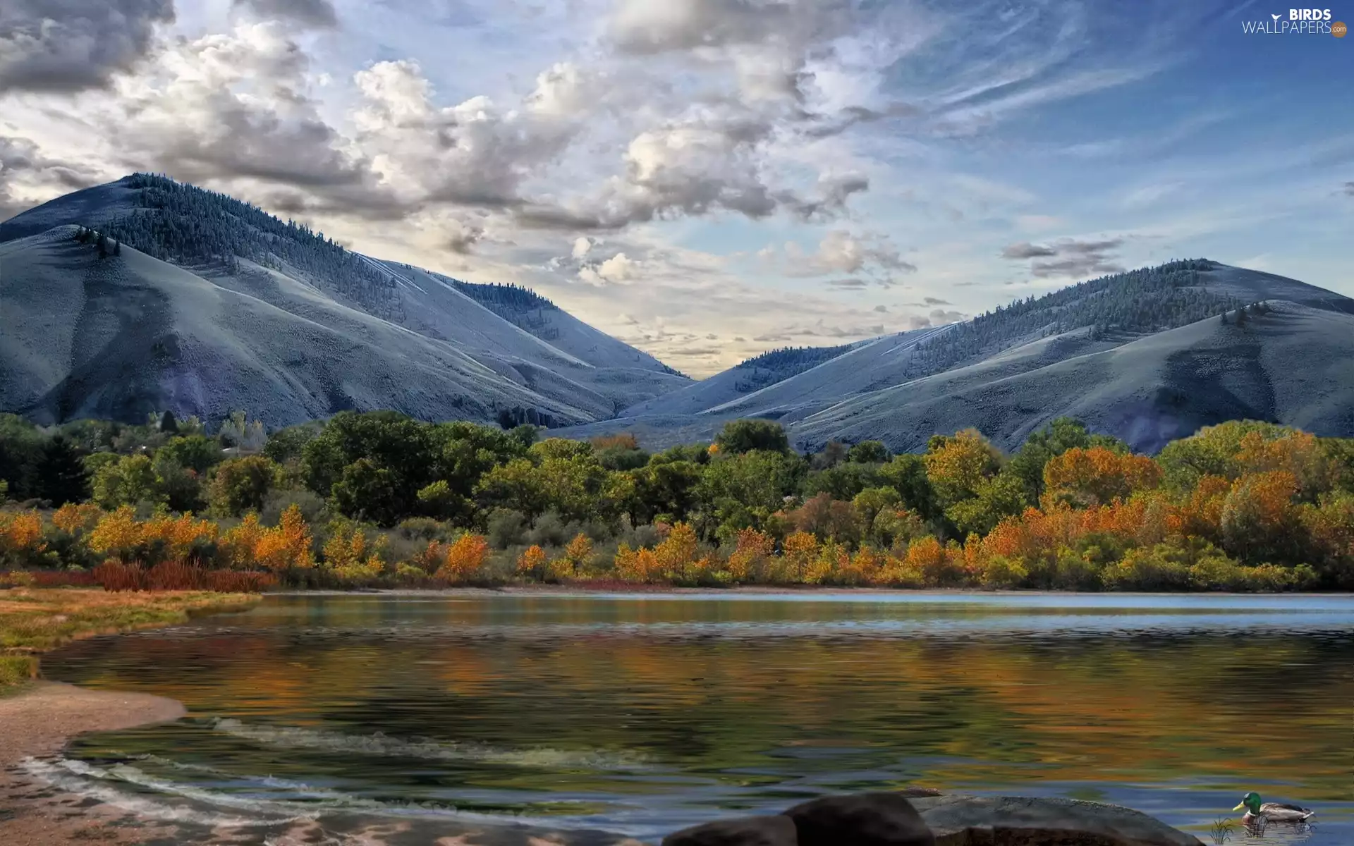lake, Mountains, trees, viewes, duck, snow
