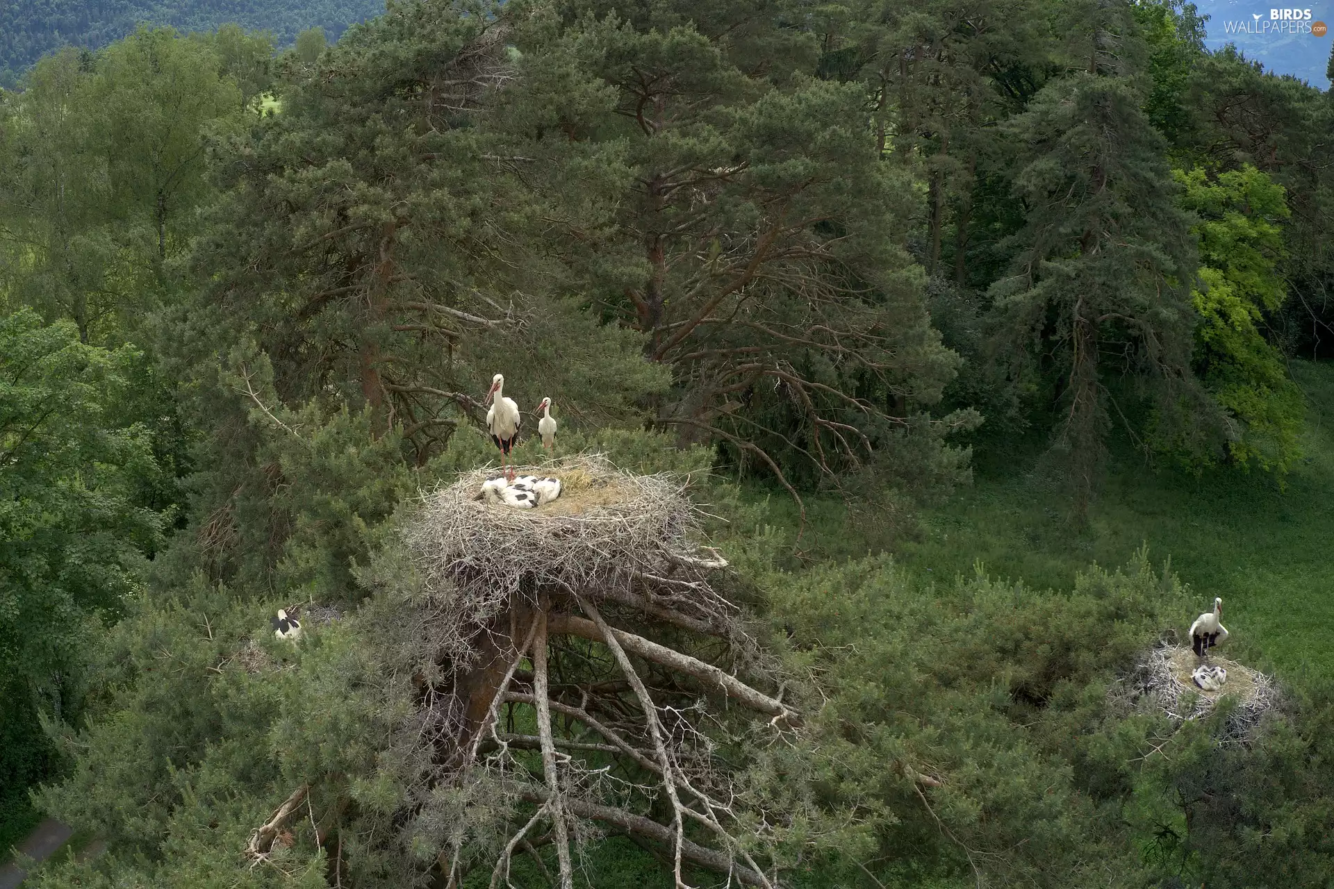 trees, viewes, Storks, Nests, forest