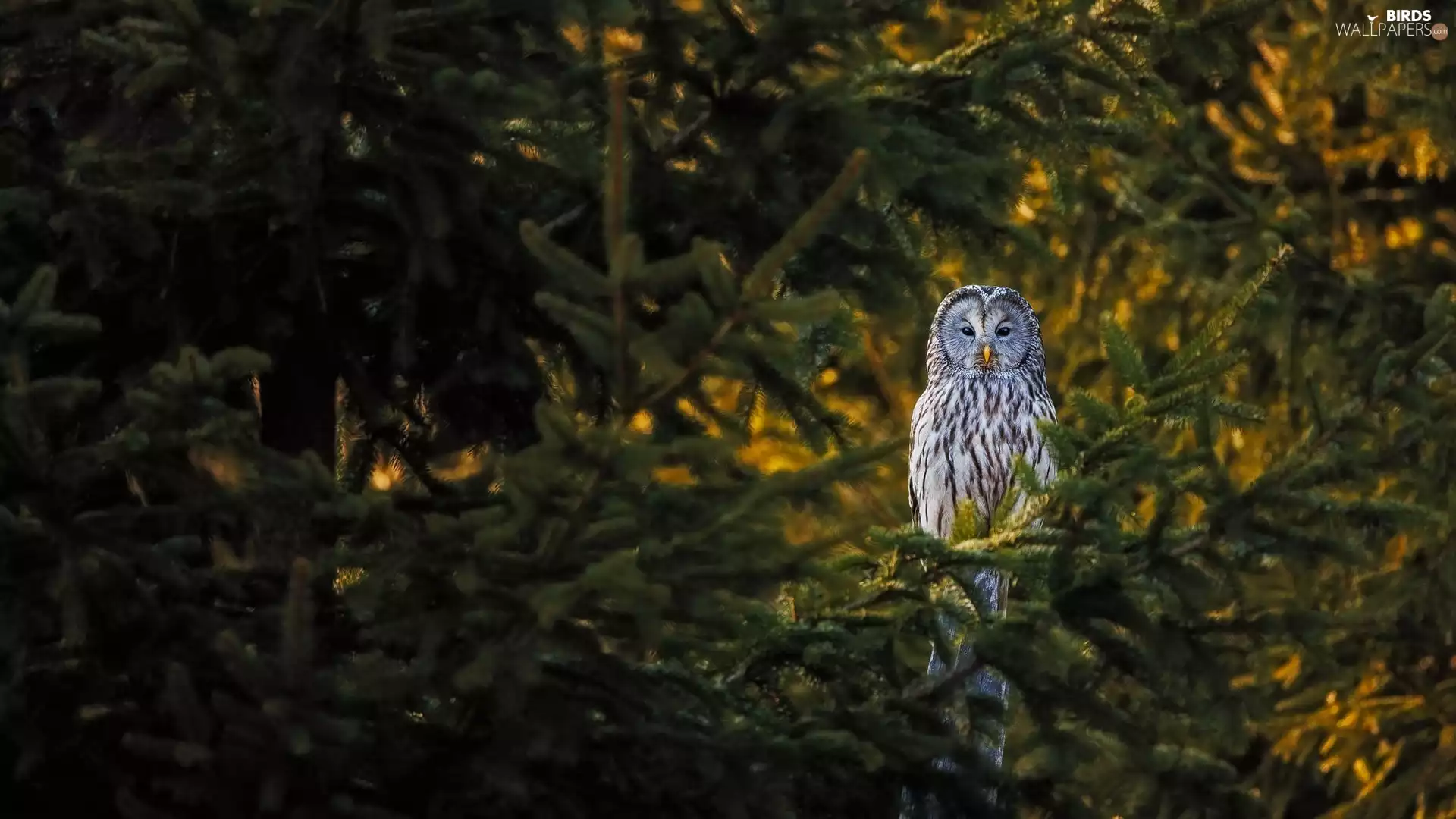 trees, owl, Owl, viewes