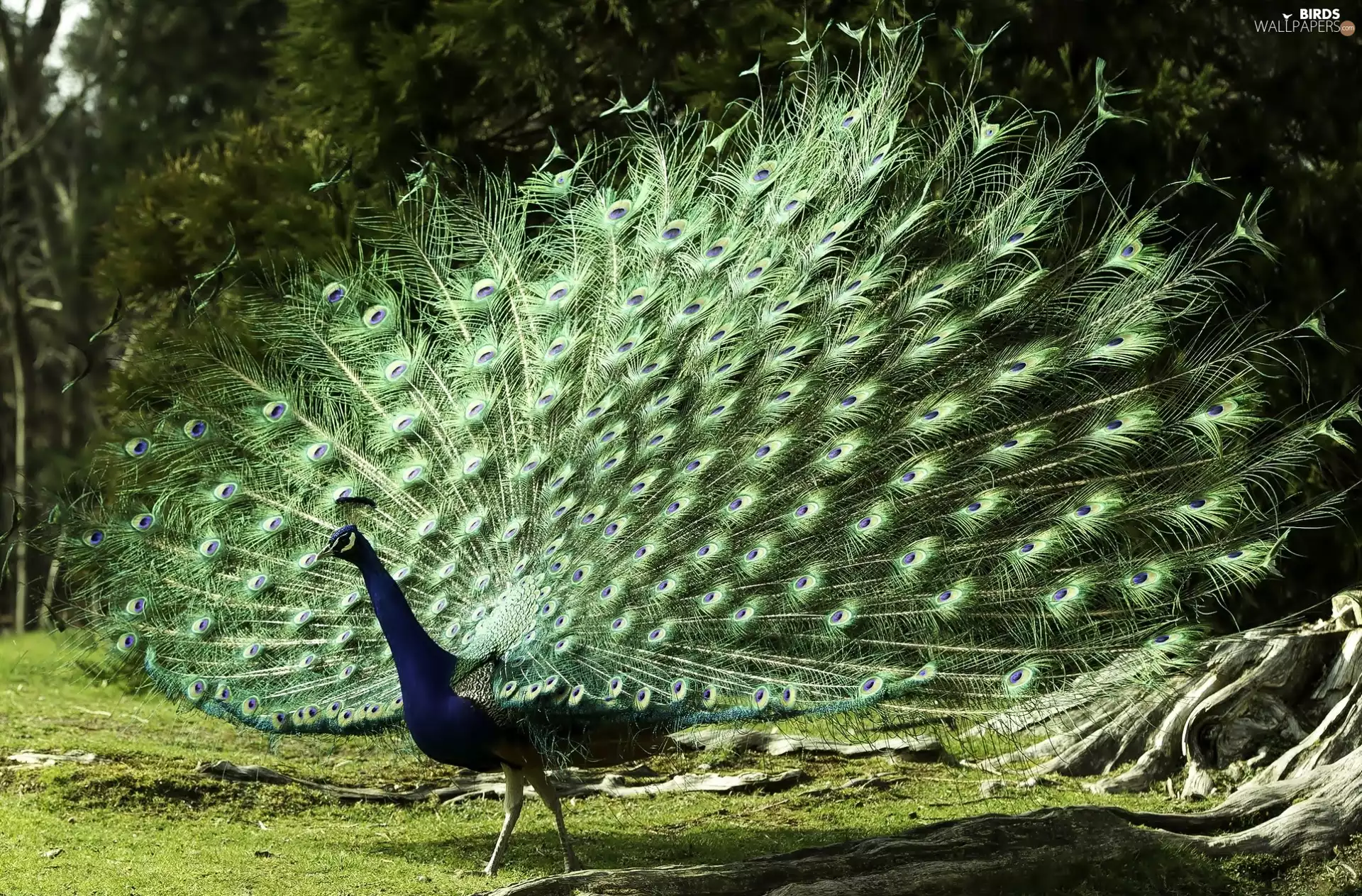 viewes, peacock, trees