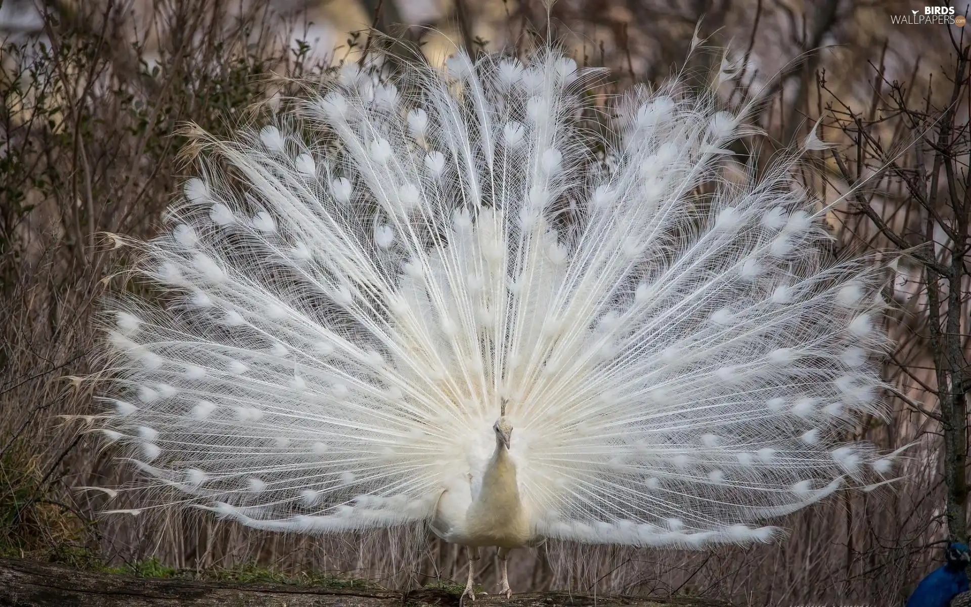 White, trees, viewes, peacock