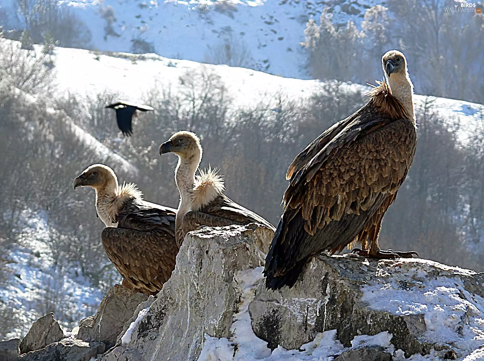 Vultures, Mountains