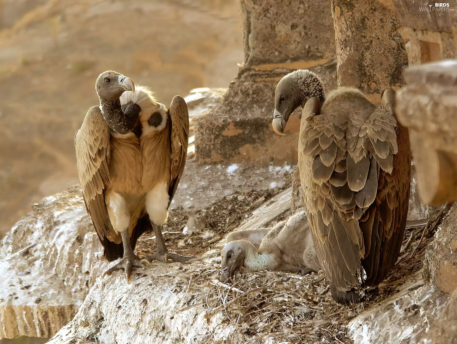 Vultures, Rocks