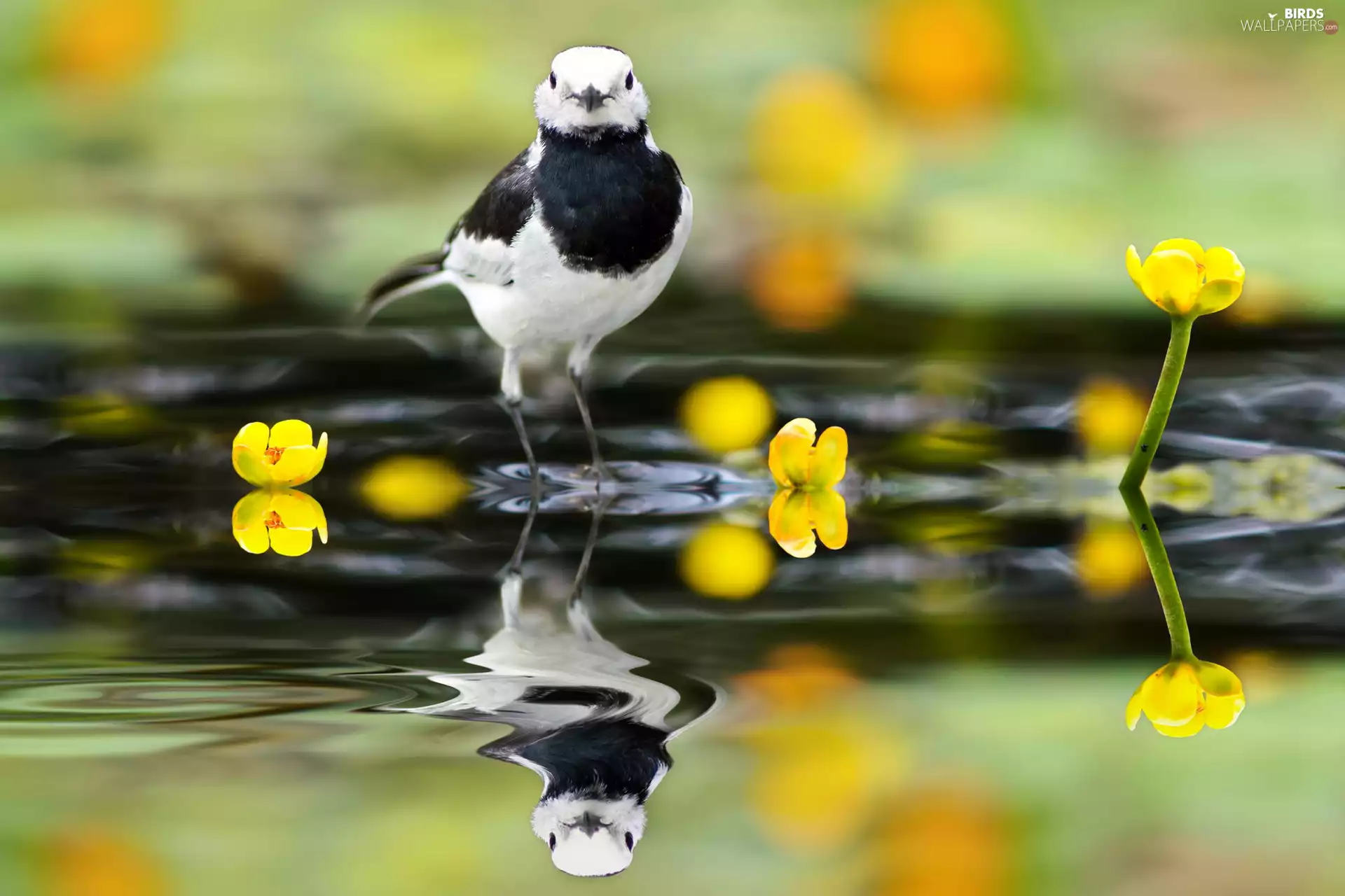 Bird, water, reflection, wagtail