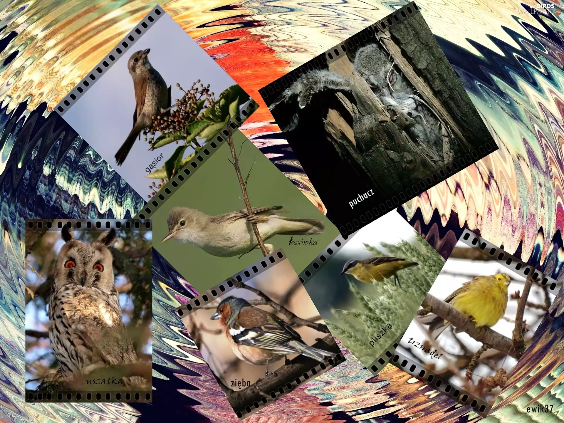 Asio otus, birds, eagle-owl, Demijohn, finch, graphics, bunting, wagtail, Marsh Warbler