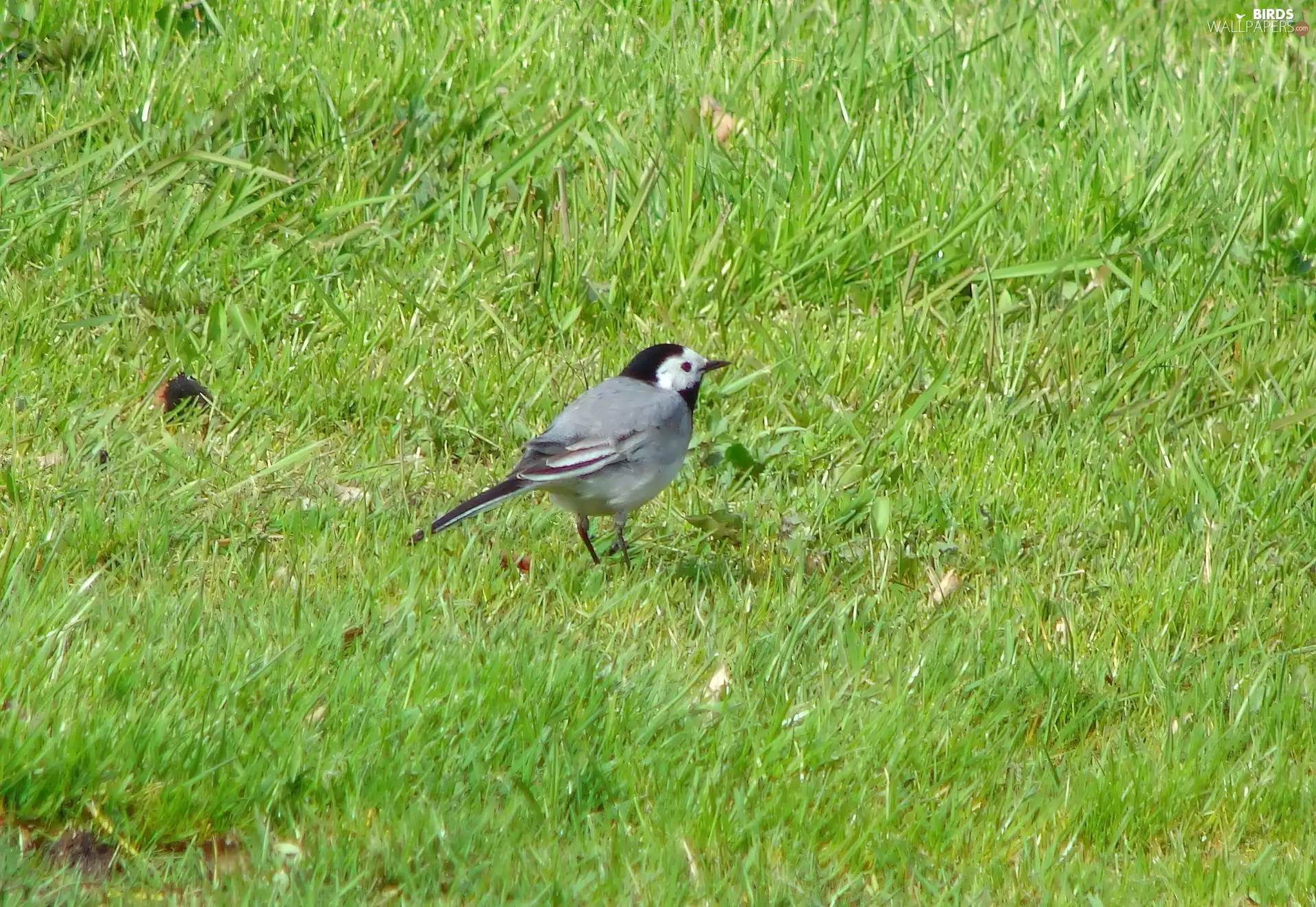 wagtail, grass