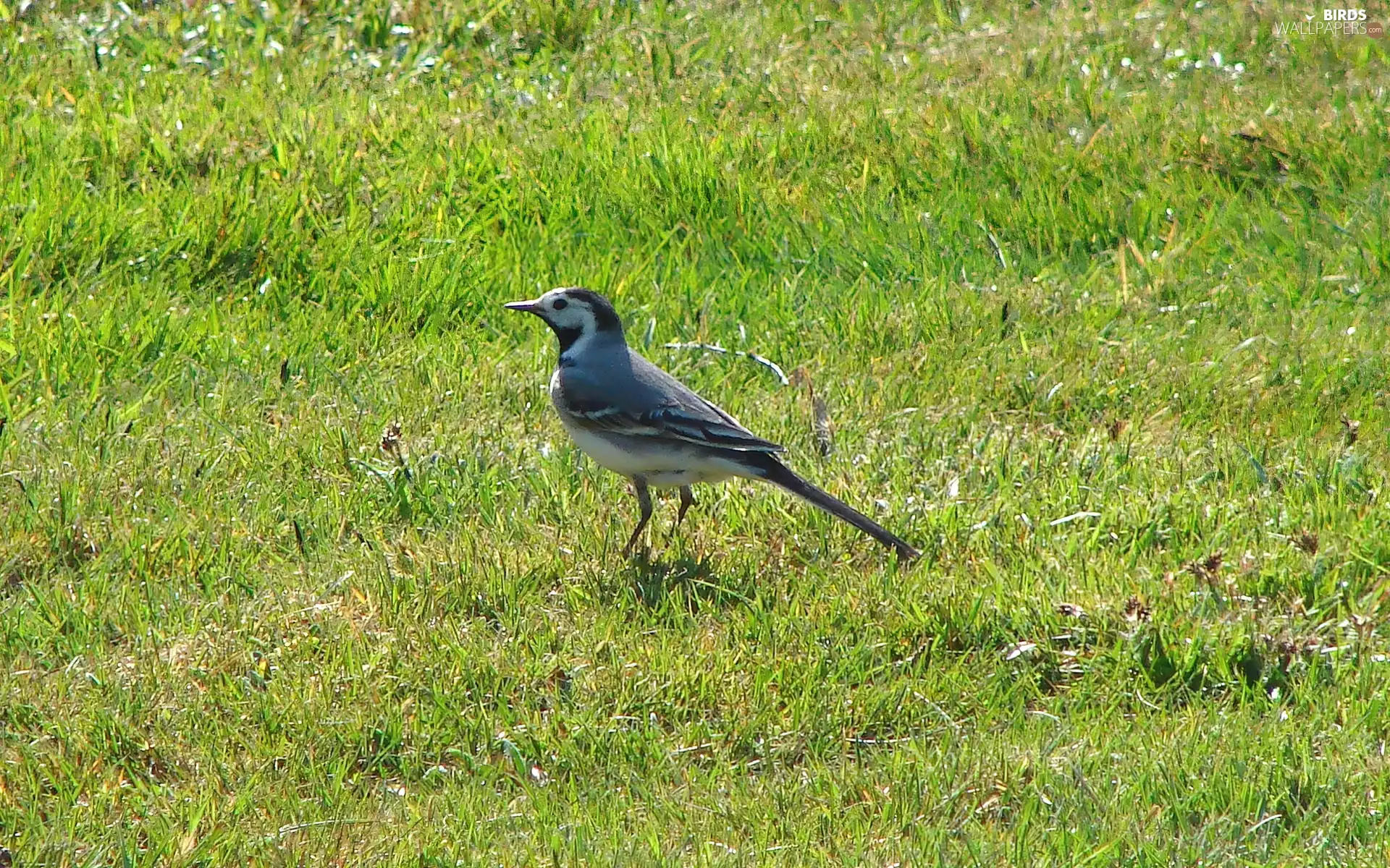wagtail, grass