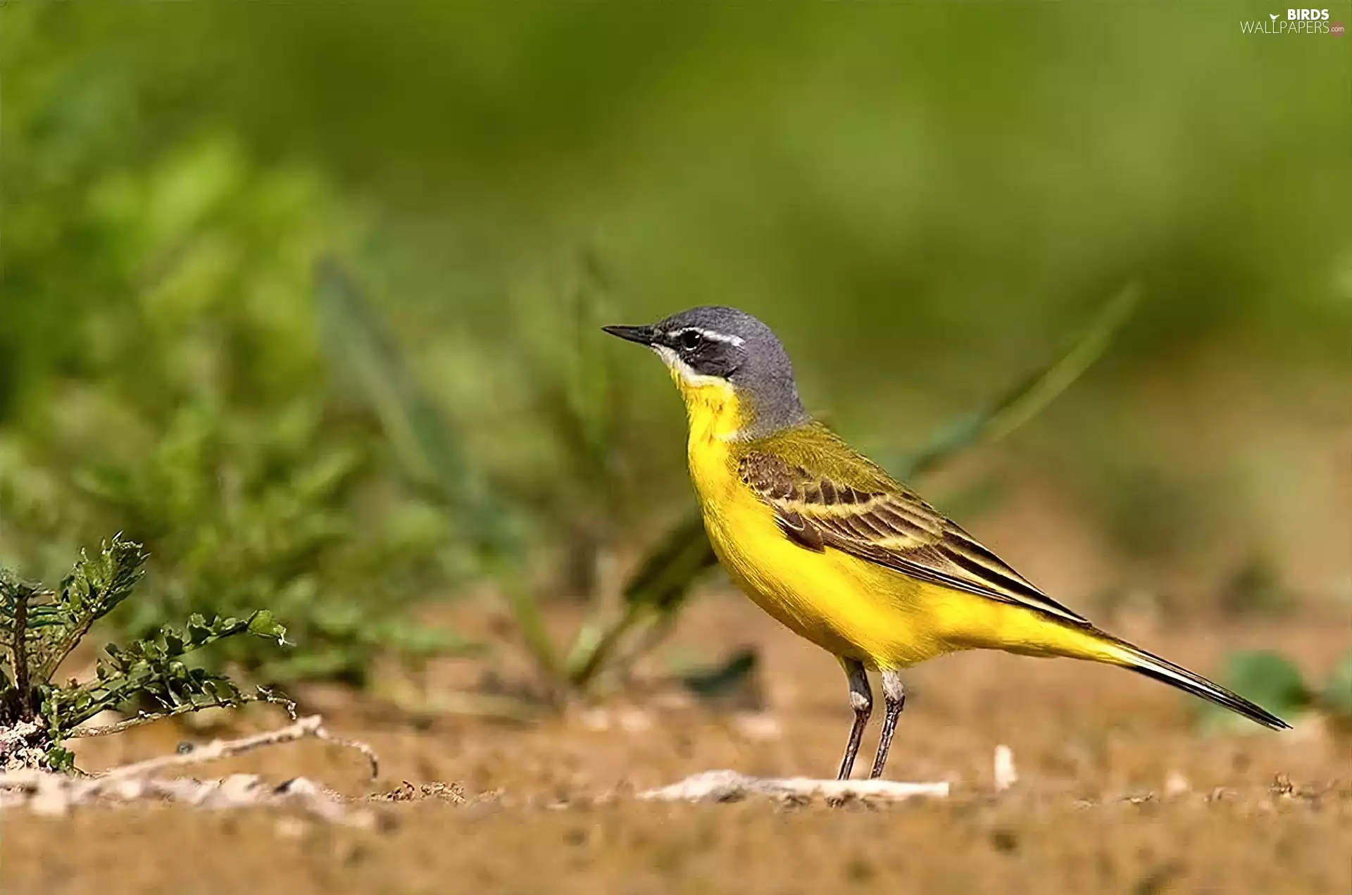wagtail, Yellow Honda