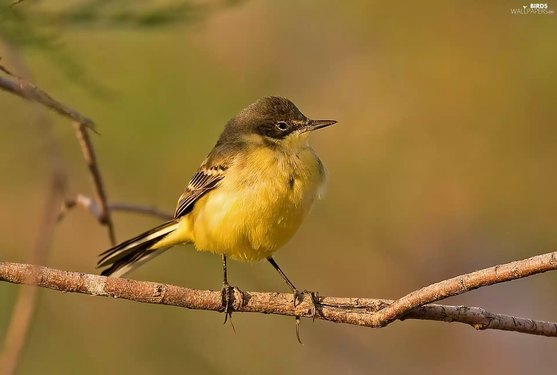 Wagtail Black-, Twigs