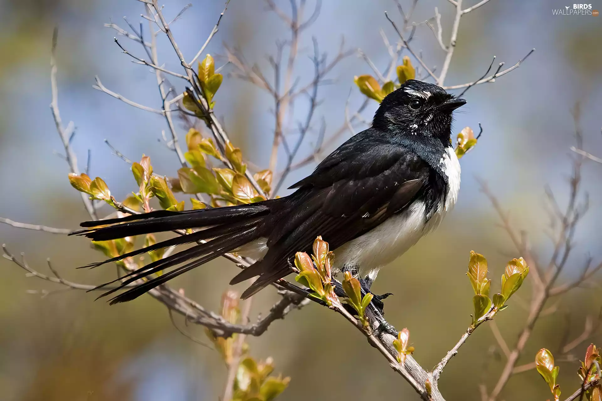 White, Black, Willie wagtail, Twigs, Belly, Bird