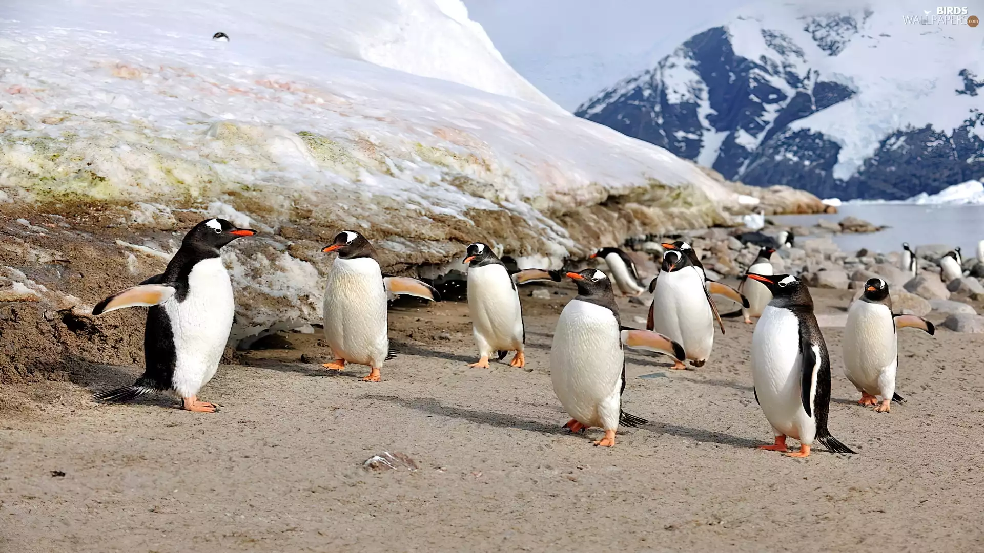 wander, penguin, Beaches