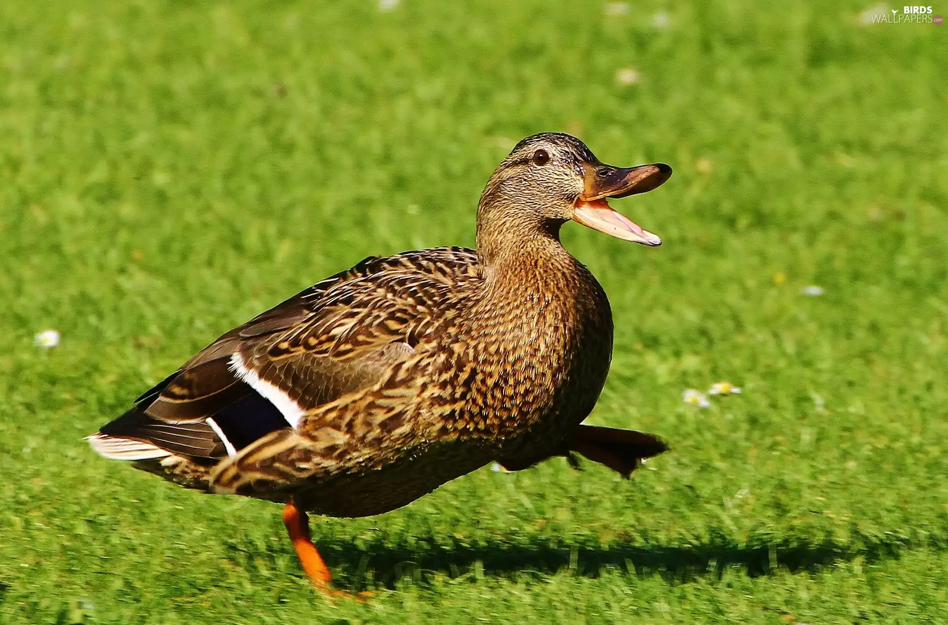 duck, nose, grass, wander