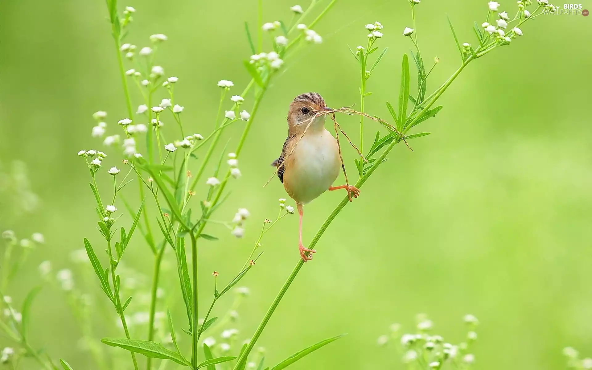 Bird, Blossoming, plant, warbler