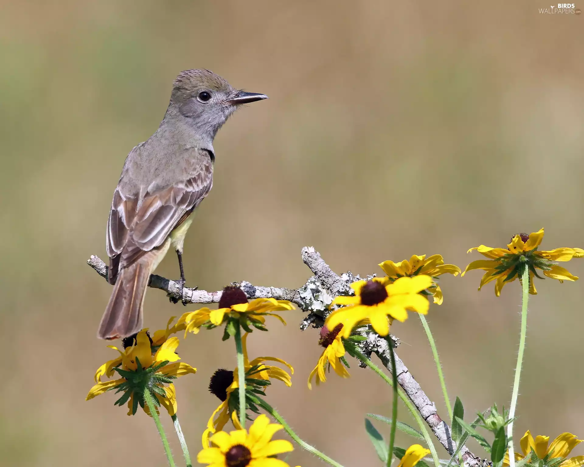 warbler, Rudbeckia