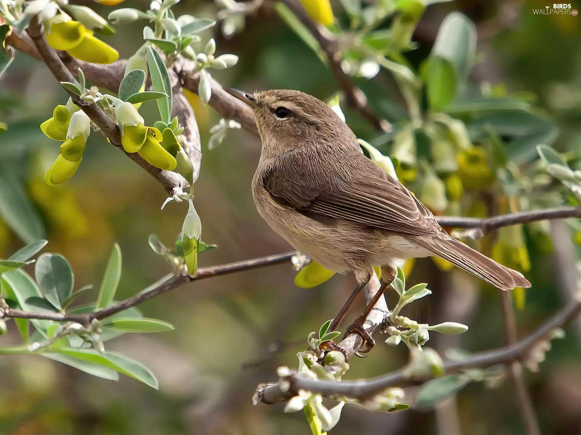 Warbler, Twigs
