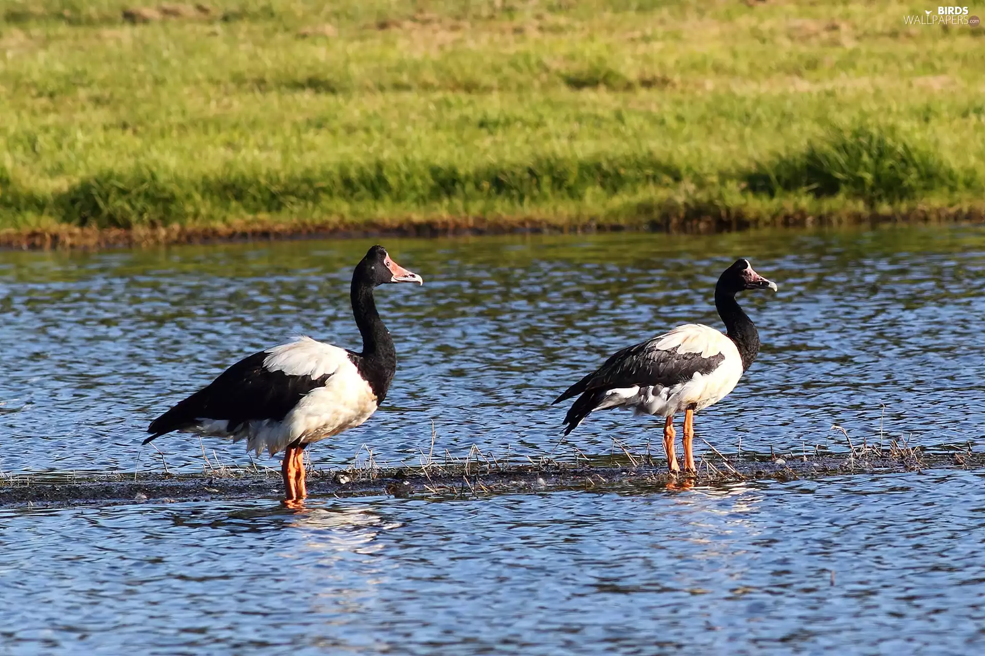 water, geese, Anseranatinae