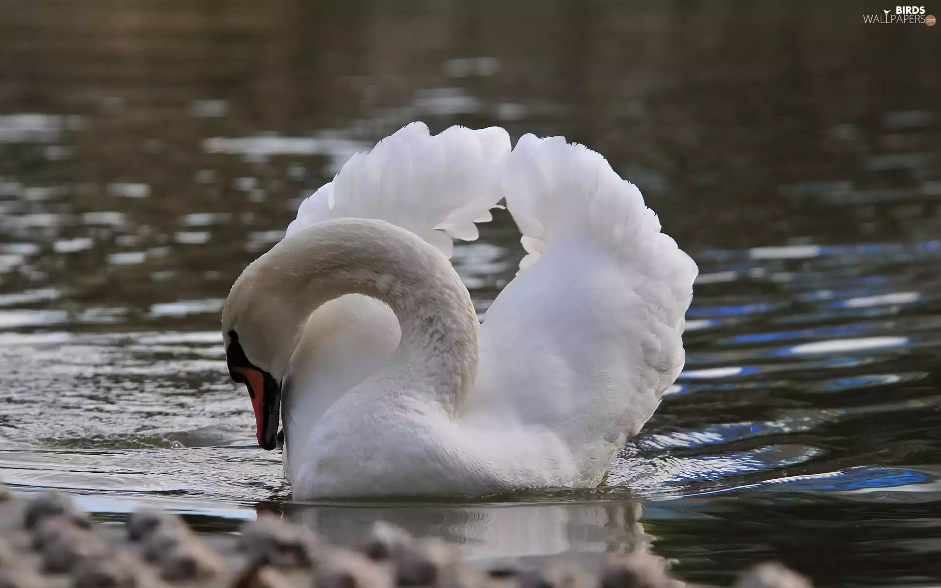 water, Swans, besides