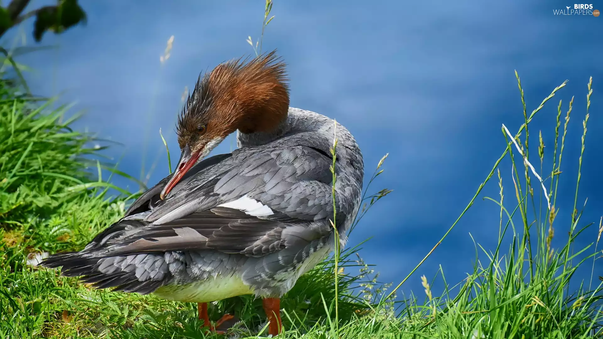 Bird, grass, merganser, water