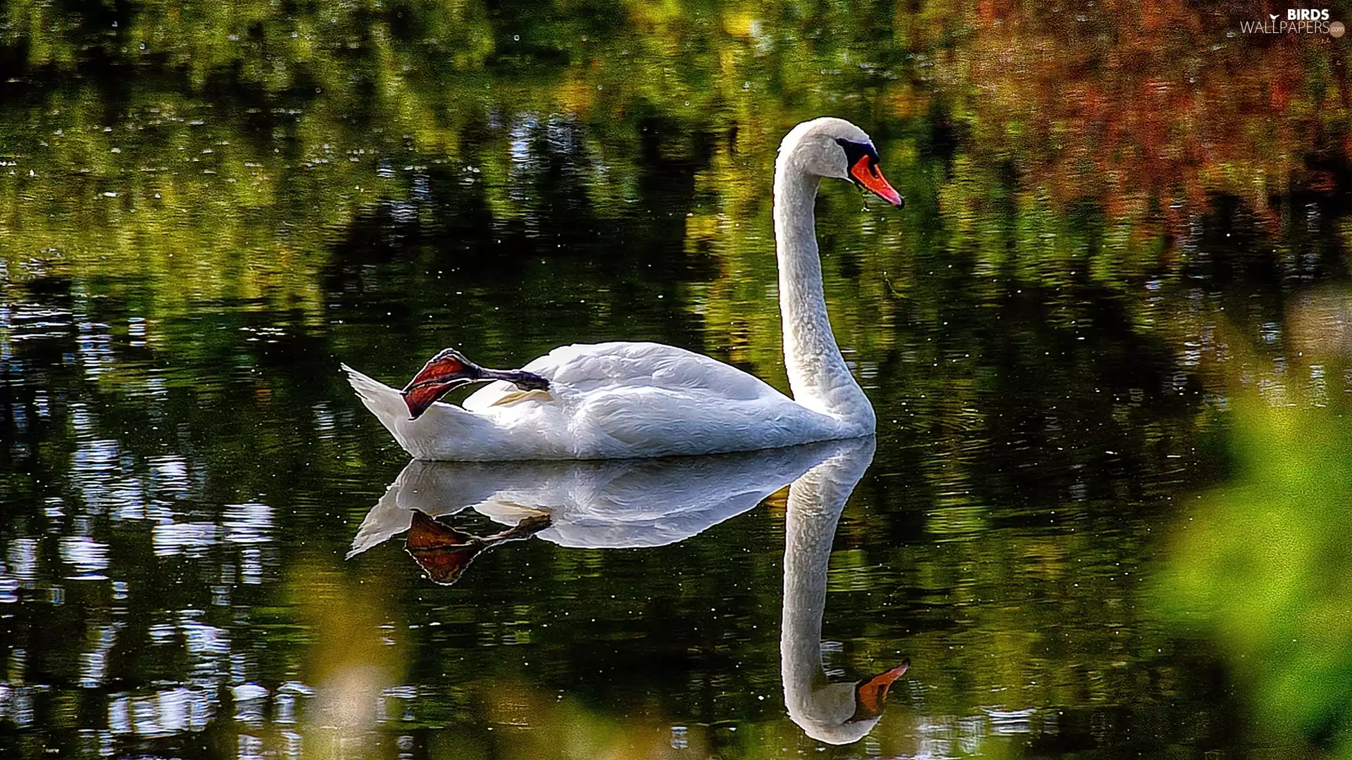 water, Swans, Bird