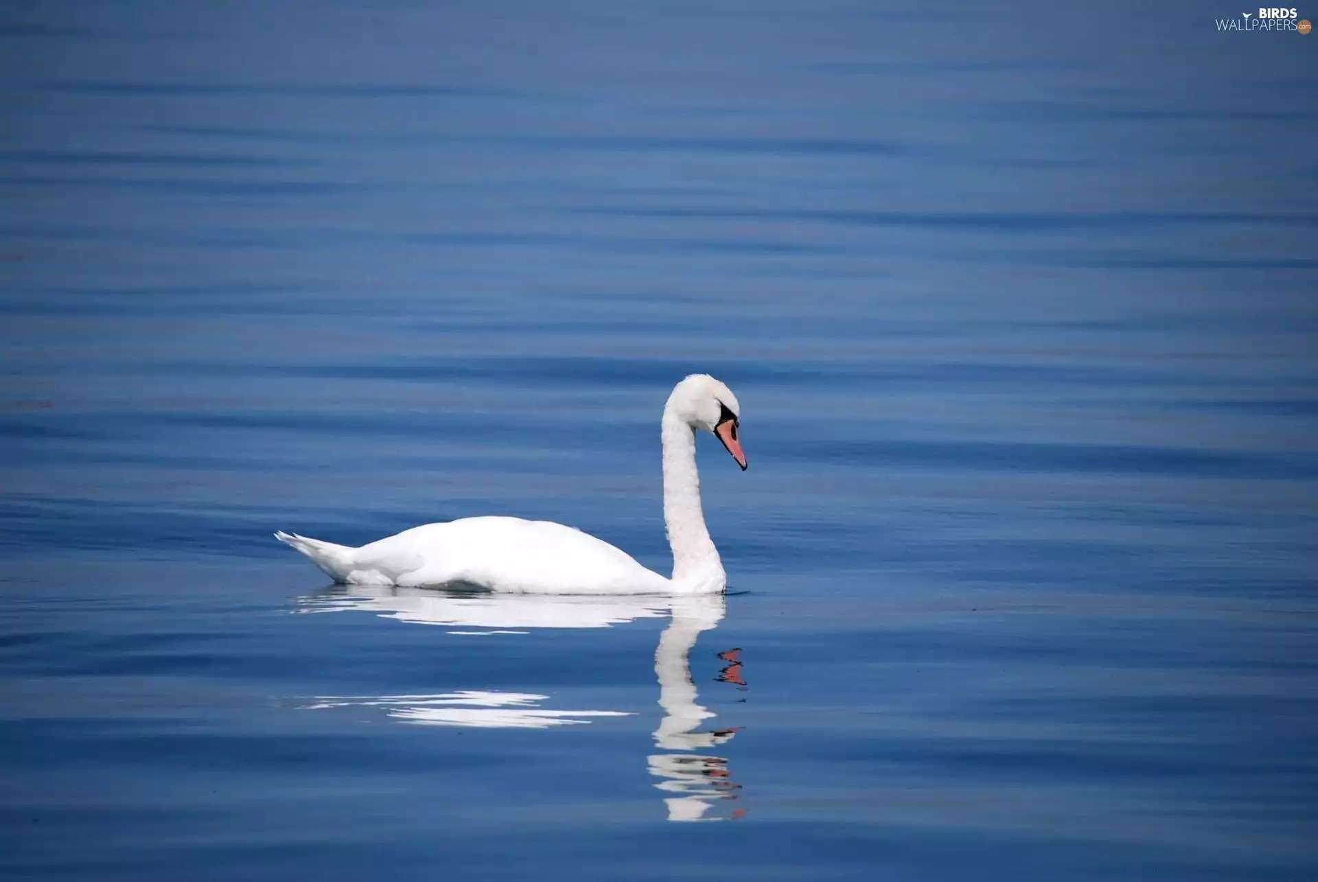 water, Swans, Bird