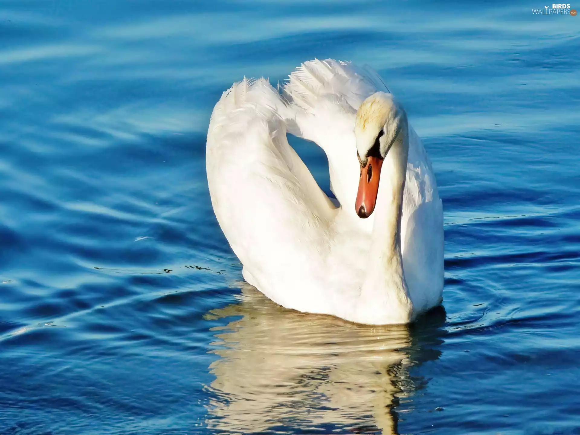 water, Swans, Blue