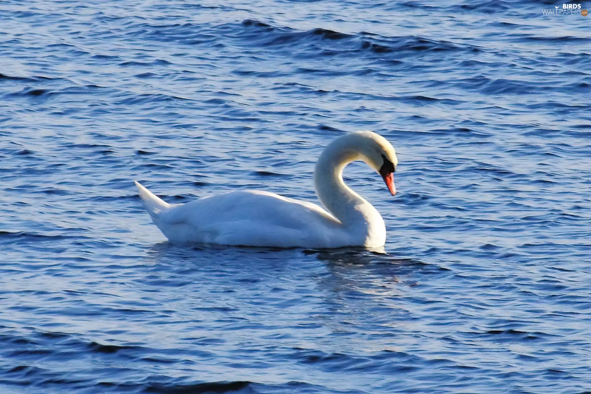 water, Swans, Blue