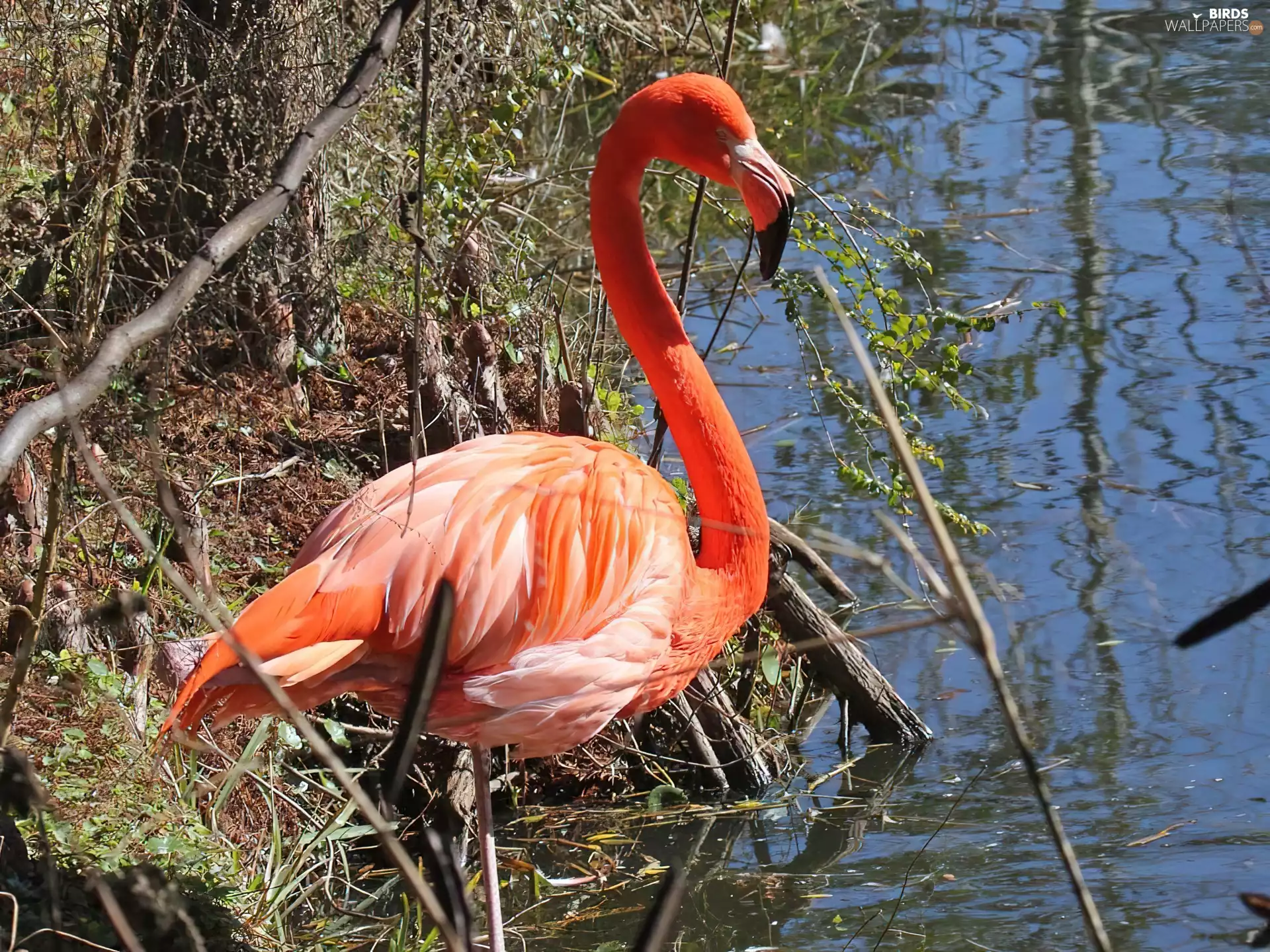 flamingo, water, branch pics, crimson