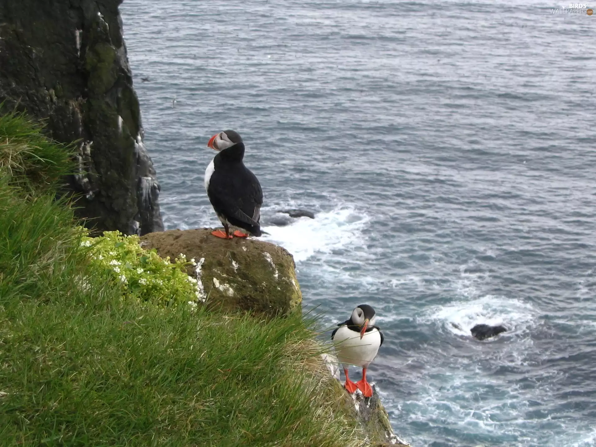 Stone, grass, Puffins, water, Two cars