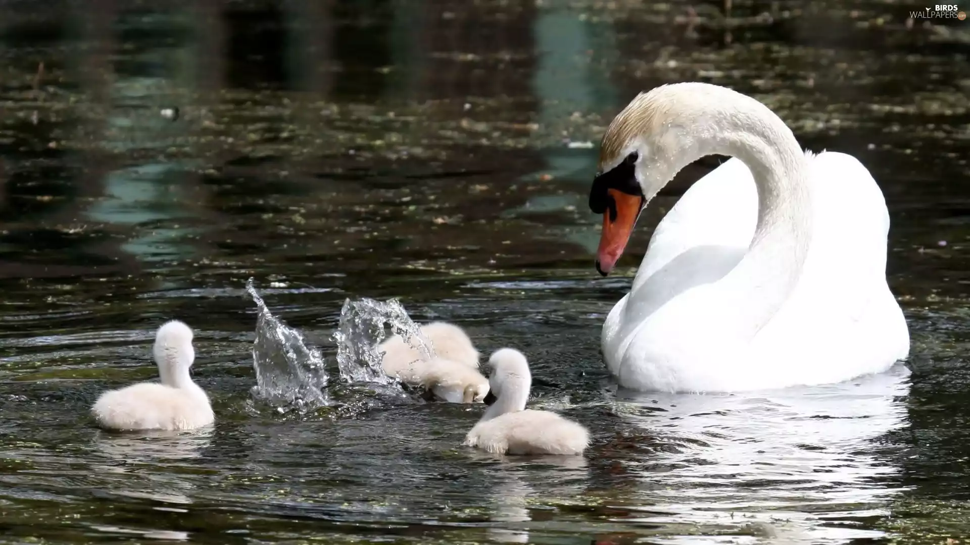 water, Swans, chick