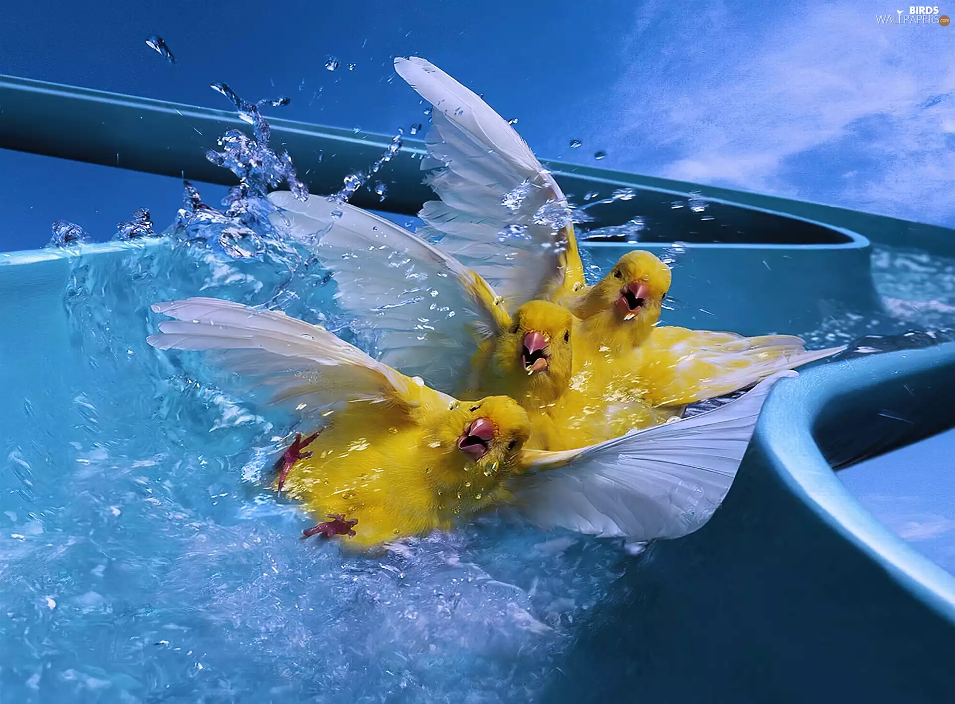 water, Three, chickens