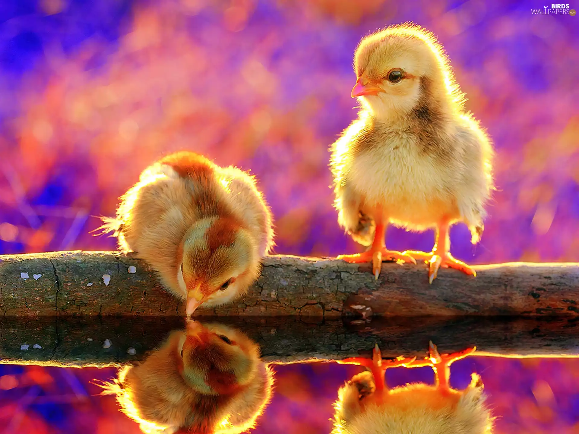 water, Yellow, chickens