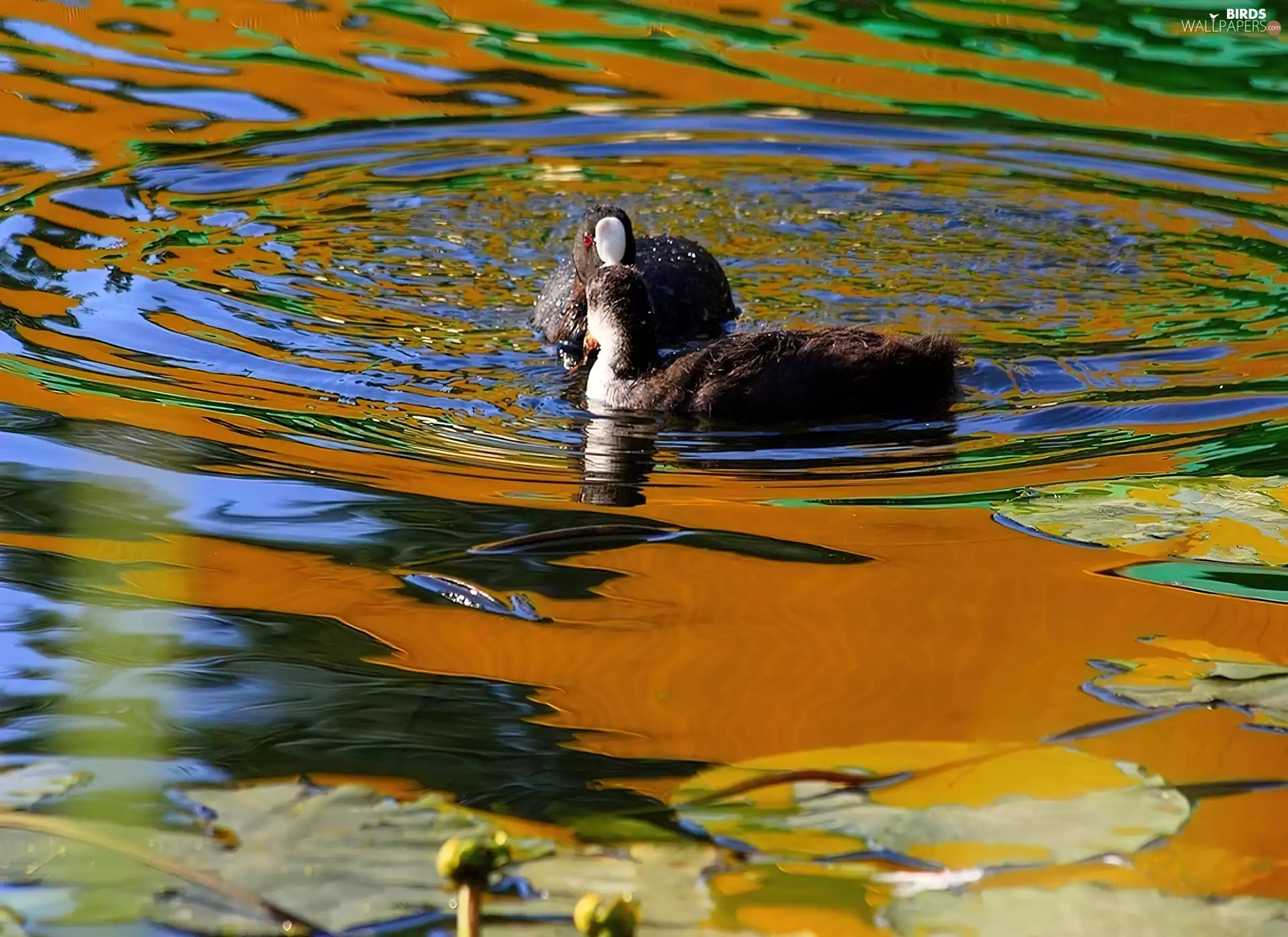 water, Two, coots