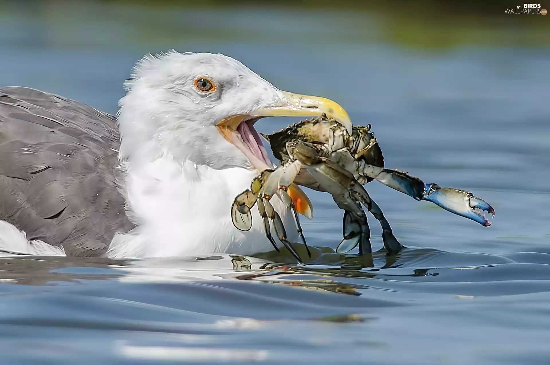 water, Bird, crab
