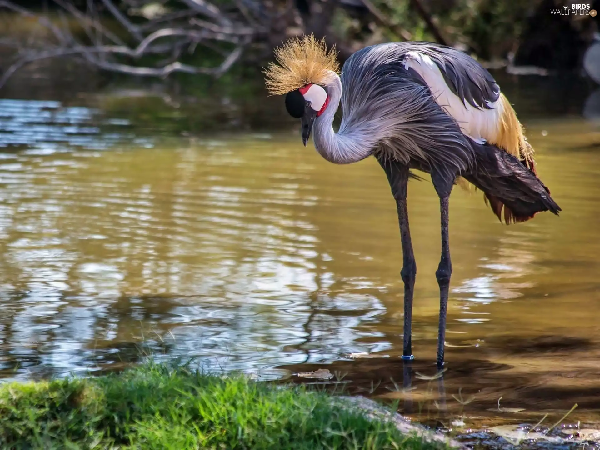 water, Beatyfull, crane