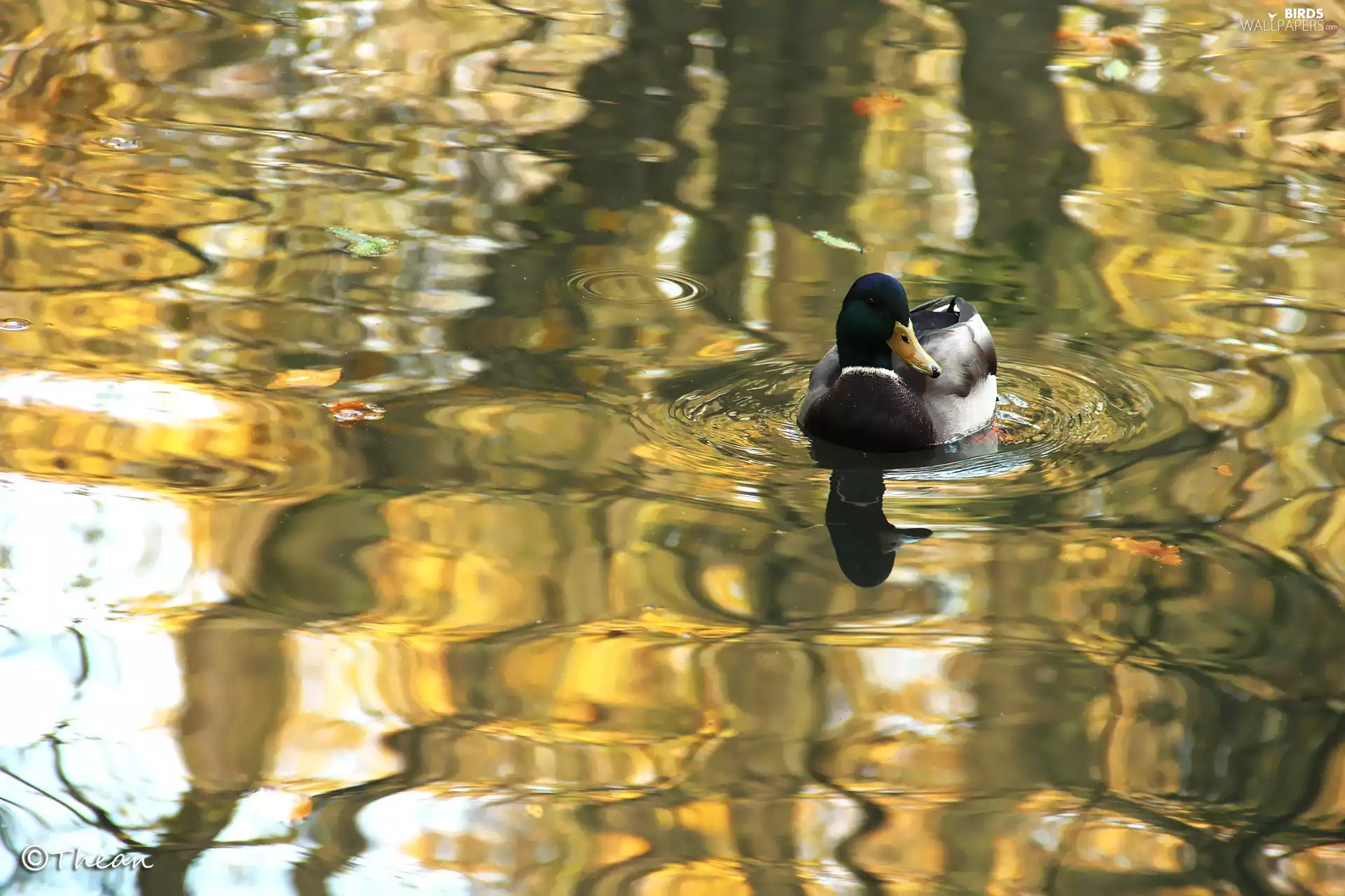 water, duck, crossing