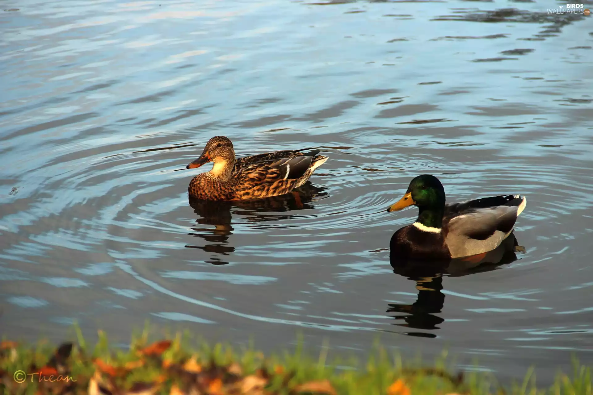 water, ducks, Crosswords