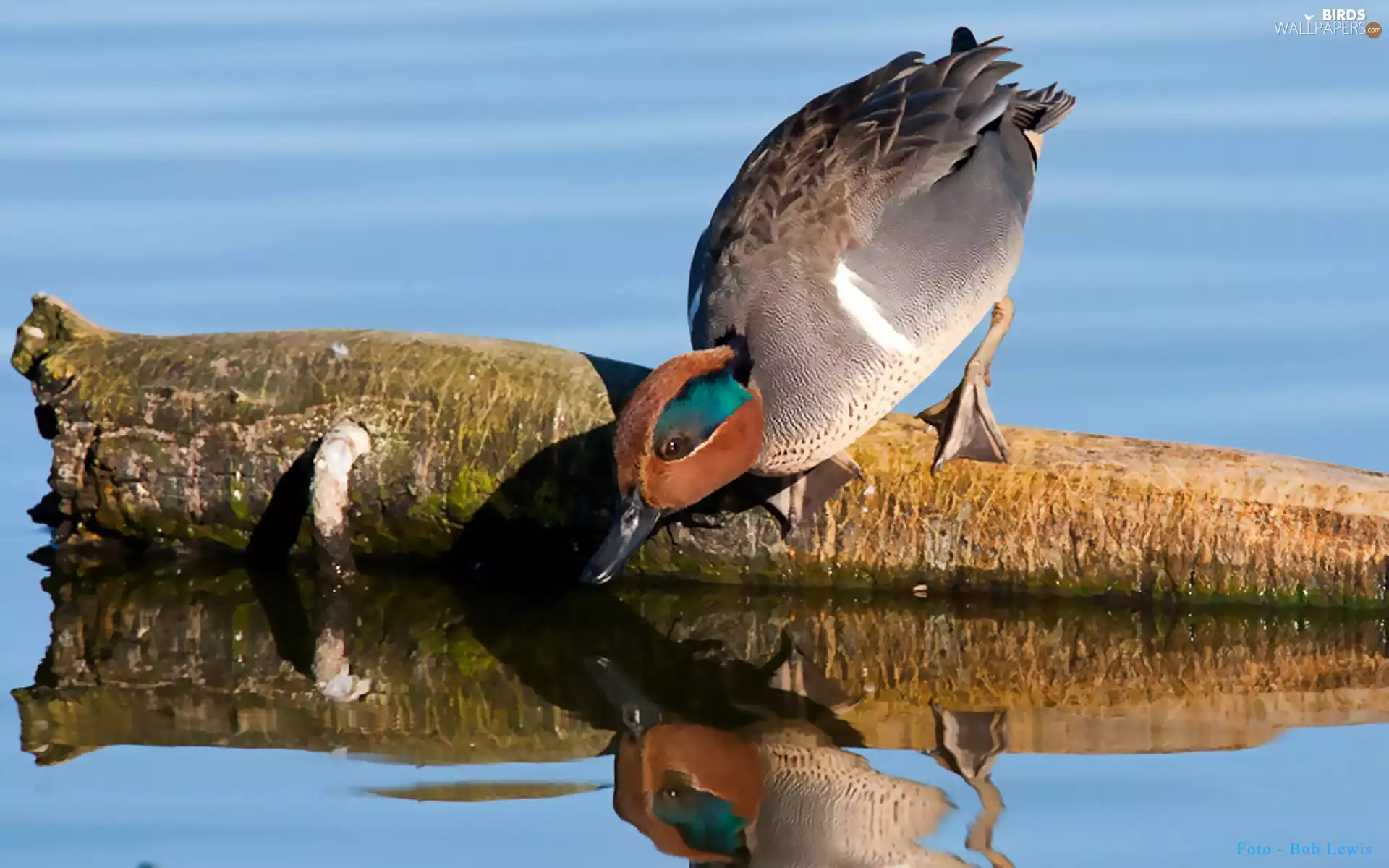 an, water, drake, trunk, garganey