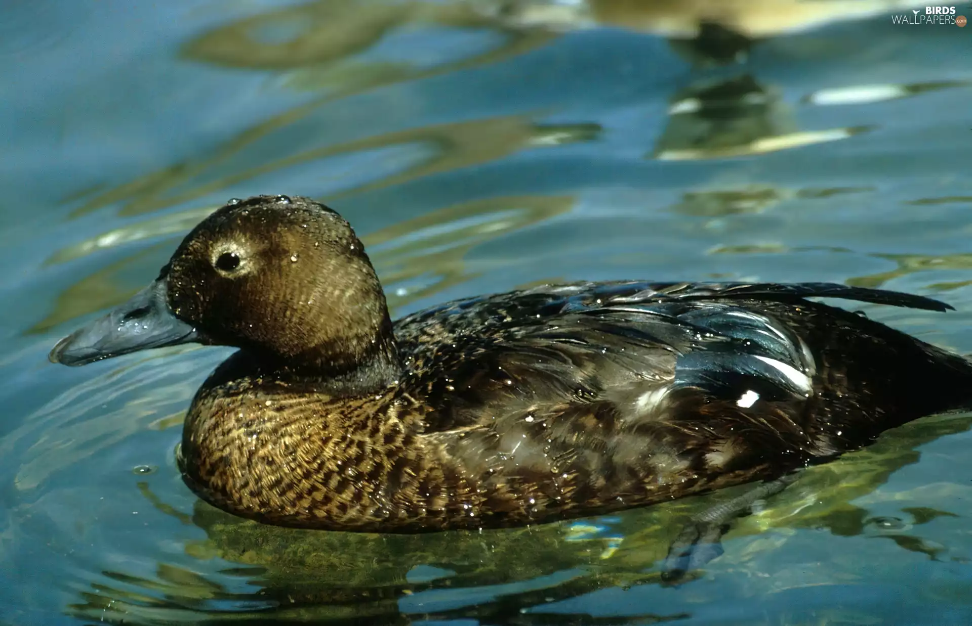 water, Birginiak, drops