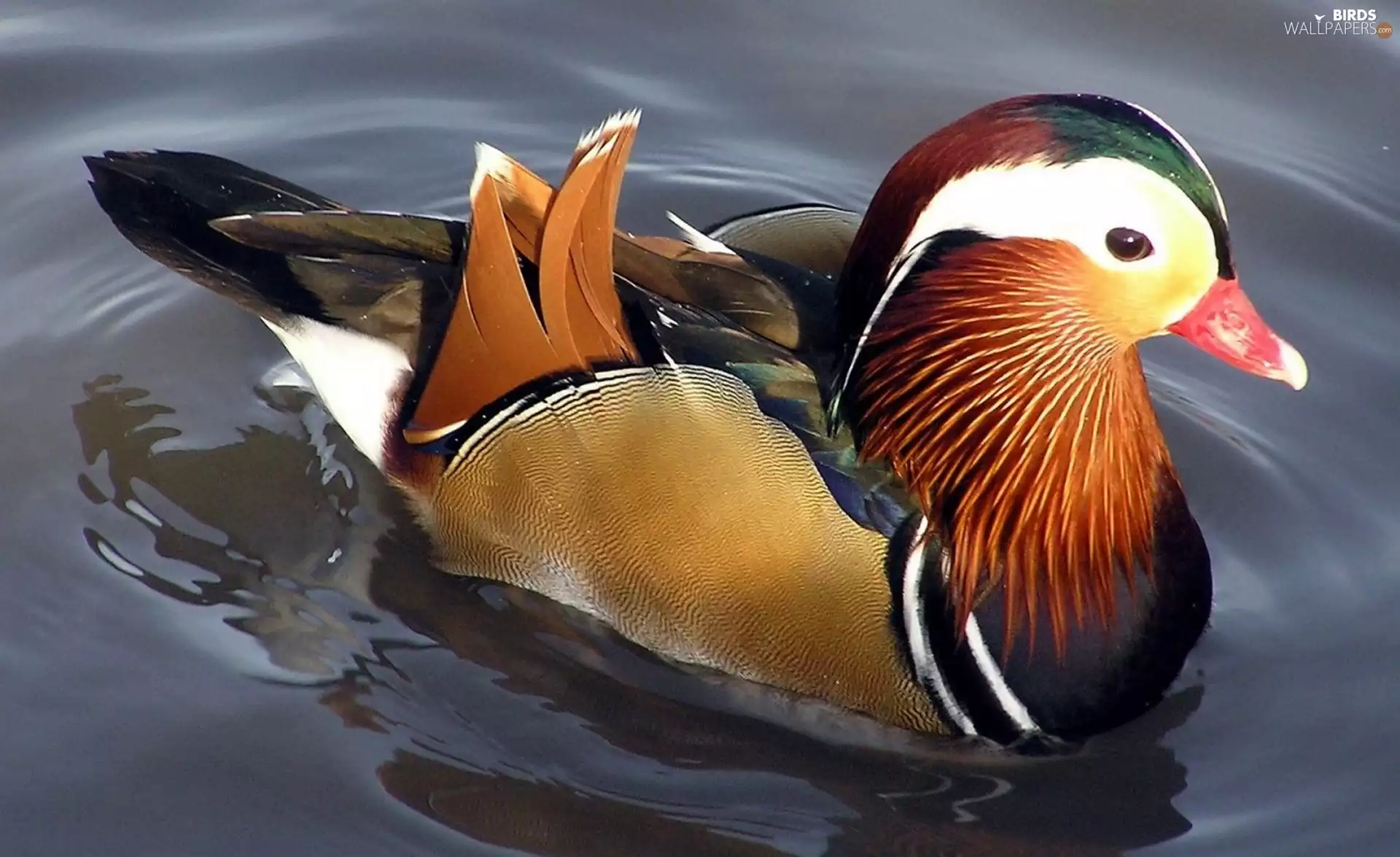 water, Coloured, duck