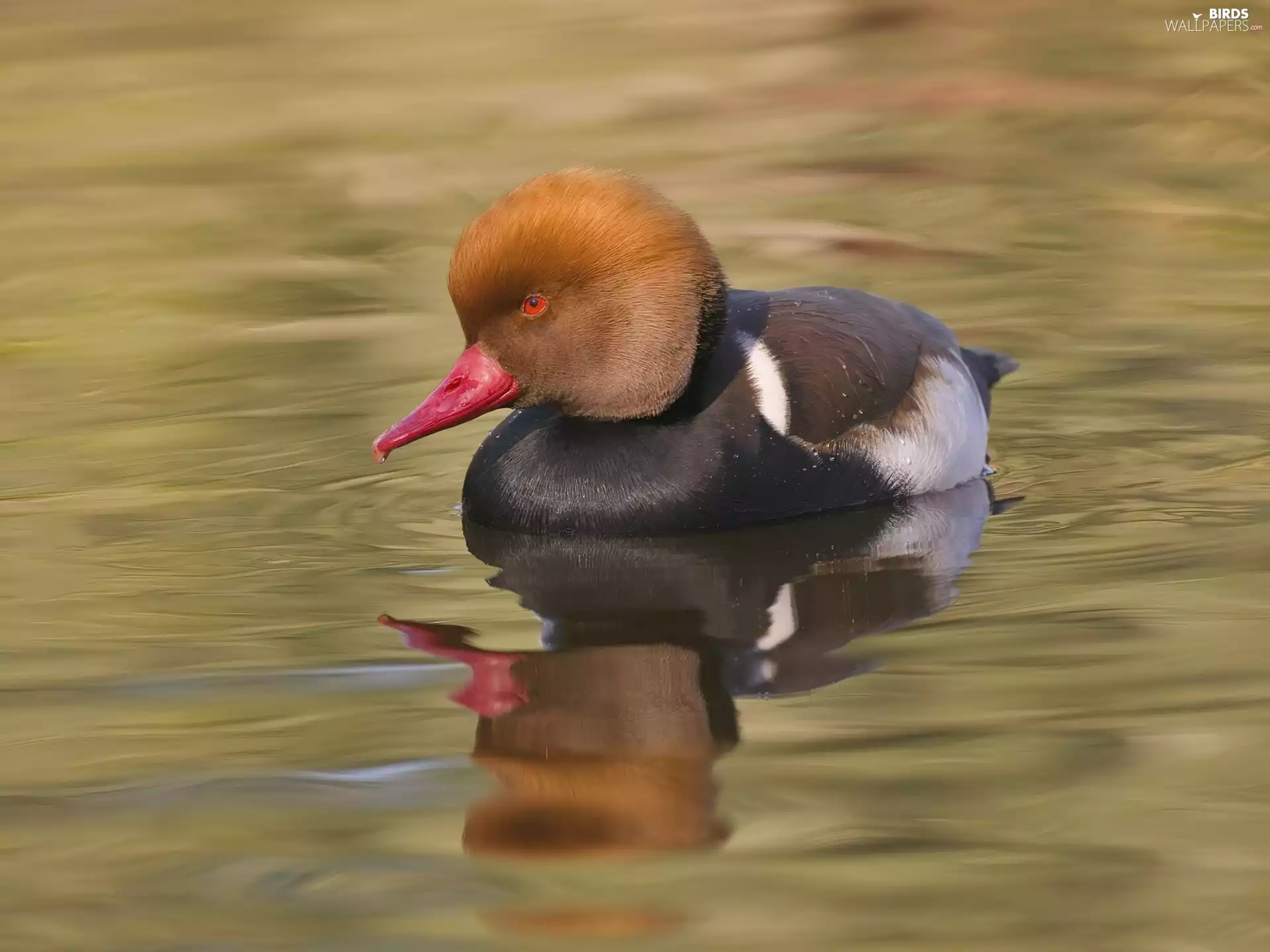 duck, nose, Red, water