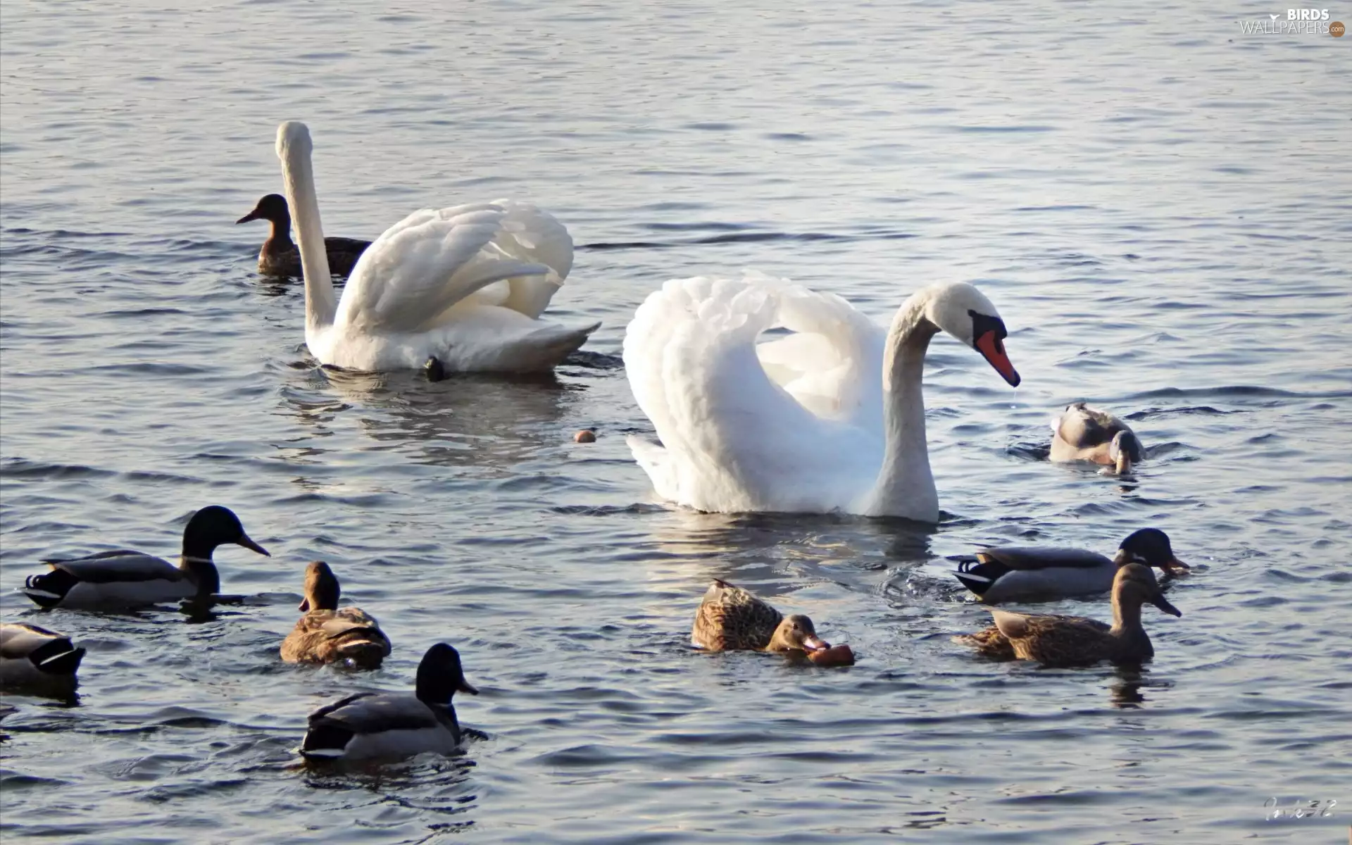 water, Swan, ducks